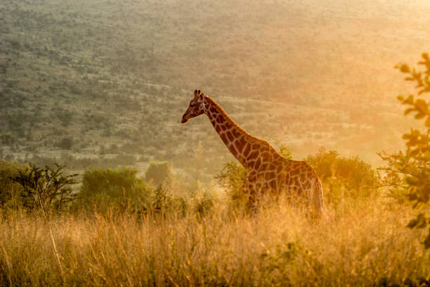 istock Giraffe in the morning sunlight 1154065007
