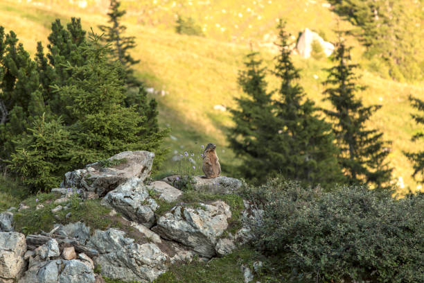 istock Alpine marmot between flowers, Bavaria, Germany 1154065011