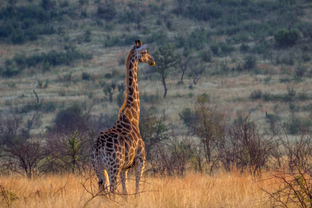 istock Giraffe enjoying the morning sunlight 1154065039