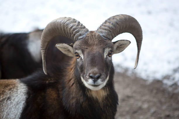 Male moufflon in a park in wintertime