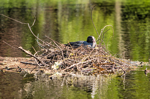 Koot breeding on a nest of twigs and branches in an urban pond