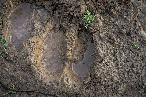 istock Wet hoof print of a fallow deer 1154065357