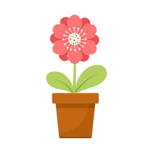 Home flower in pot vector design illustration isolated on white background Beautiful vector design illustration of home flower in pot isolated on white background plant pot stock illustrations