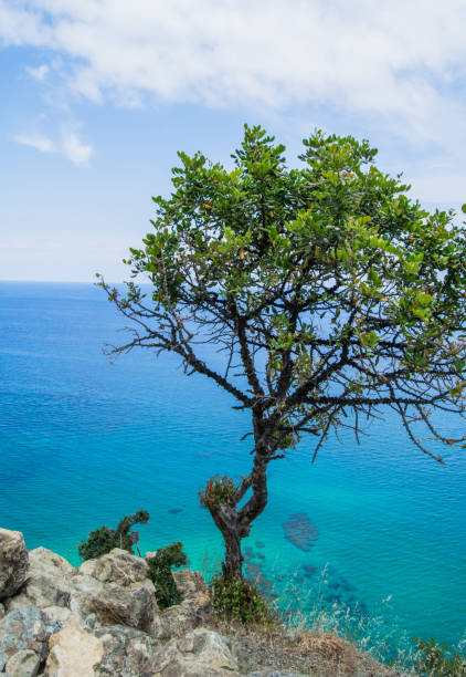 Tree on a cliff near the mediterranean sea
