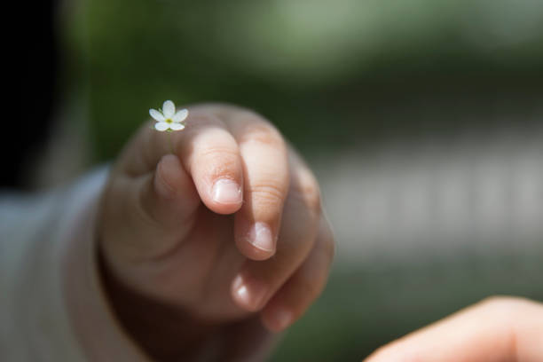 istock Small flowers in a baby hand 1154067583