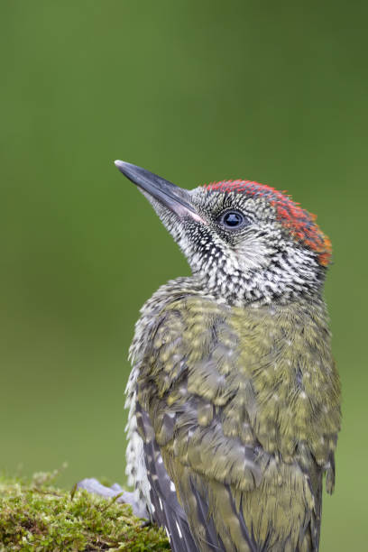 istock European green woodpecker chick (Picus virdis) 1154067721