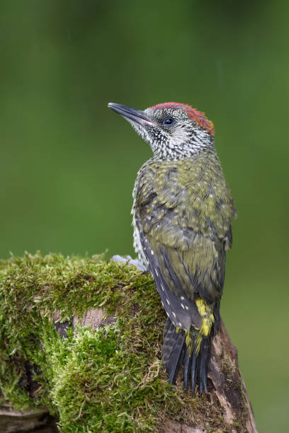 kuvapankkikuvat ja rojaltivapaat kuvat aiheesta euroopan vihreä tikka poikanen (picus virdis) - european green woodpecker