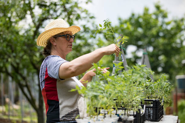 istock Mature Female Farmer Sorting Tomato Seedlings 1154069466