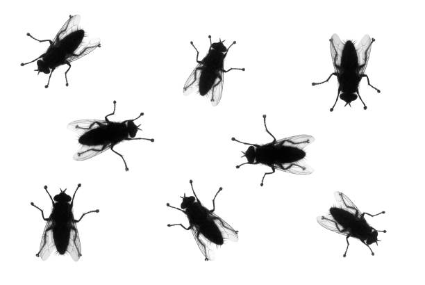 Common houseflies in various positions, silhouette isolated on white