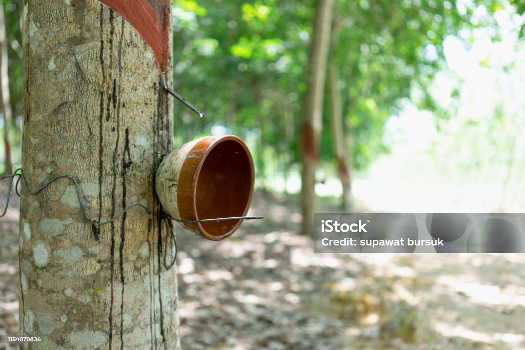 Rubber tree (Hevea brasiliensis) produces latex. By using knife cut at the outer surface of the trunk. Latex like milk Conducted into gloves, condoms, tires, tires and so on. Agriculture Stock Photo