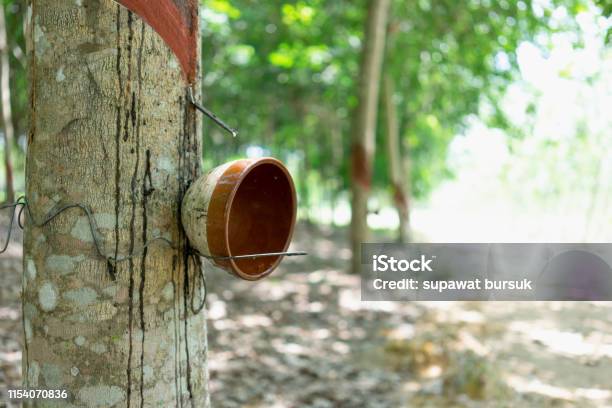 Rubber Tree Produces Latex By Using Knife Cut At The Outer Surface Of The Trunk Latex Like Milk Conducted Into Gloves Condoms Tires Tires And So On Stock Photo - Download Image Now
