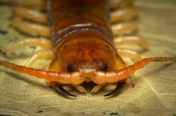 centipede (Scolopendra sp.) sleeping on a mossy tree in tropical rainforest. Macro centipede
