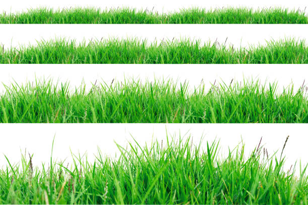 istock Green Grass Border isolated on white background. 1154070850