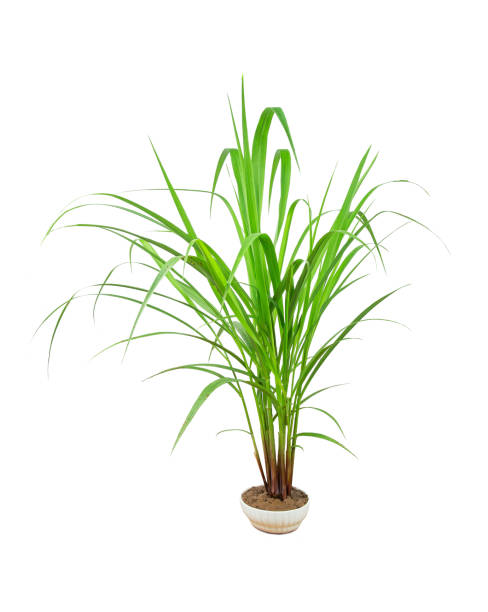 istock Green Grass Border isolated on white background. ( Paragrass, buffalograss, 1154070874