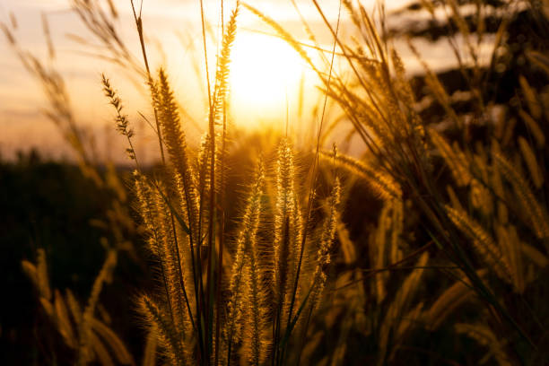 istock Asia Wild Grass flowers in sunset time 1154071573