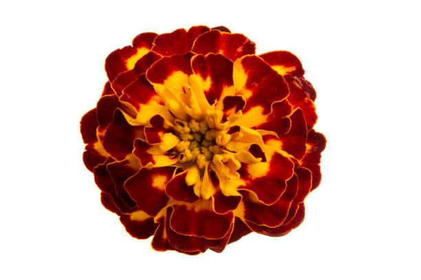 istock marigold flowers isolated 1154071627