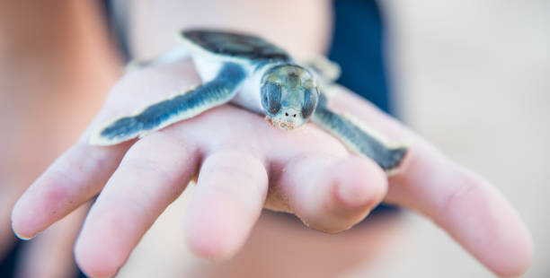istock Frontal View of Flatback Sea Turtle Hatchling 1154071831