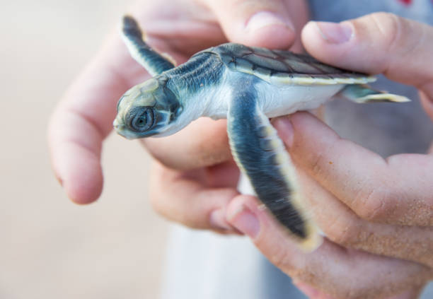 istock Hands Holding Baby Sea Turtle 1154071886
