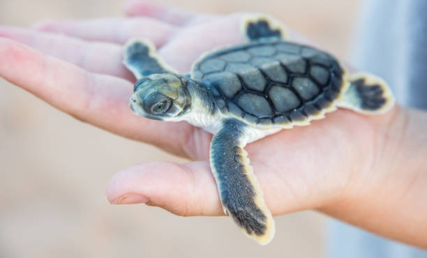 istock Close-up of Flatback Sea Turtle Hatchling 1154071895