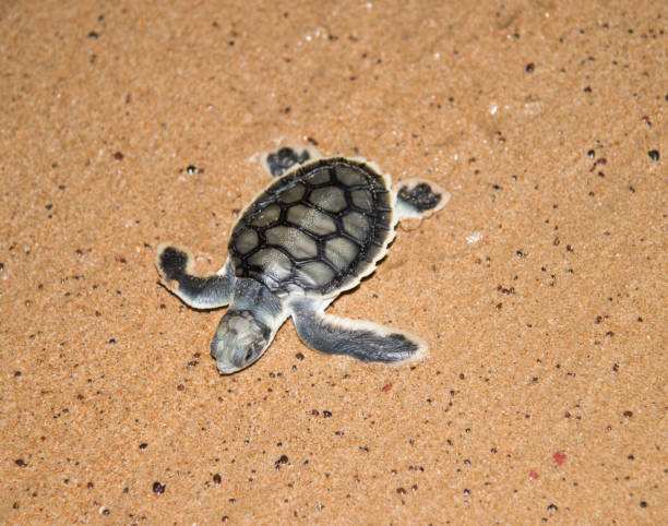 istock Flatback Sea Turtle Hatchling on Bare Sand Island, NT 1154071974