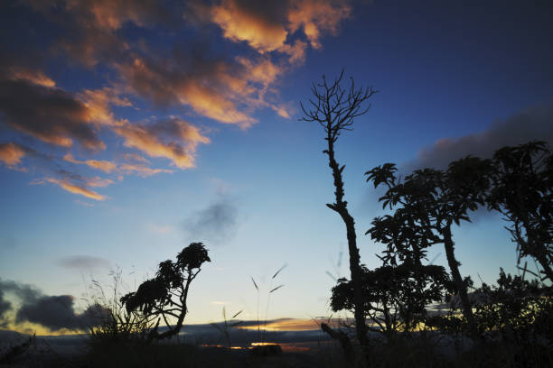 Trees silhouettes and clouds colored by sunrise