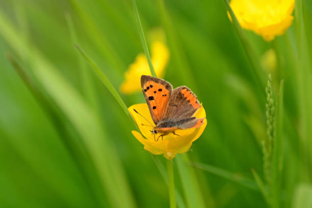borboleta de cobre pequena. - small copper butterfly - fotografias e filmes do acervo