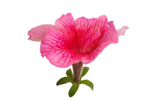 istock petunia flower isolated 1154072824