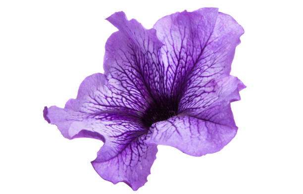 istock petunia flower isolated 1154073234
