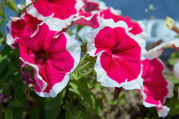 Beautiful flowers Petunia hybrid Red Picotee (Red flower with pure white margin).  Red Petunia with bright white edges
