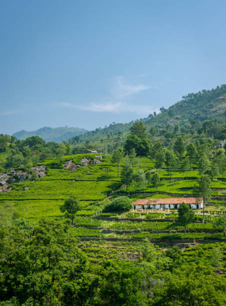 Beautiful landscape with single homes in middle of the nature Beautiful landscape with single homes in middle of the nature image is taken at ooty tamilnadu showing the peace and beauty of nature. tamil nadu stock pictures, royalty-free photos & images