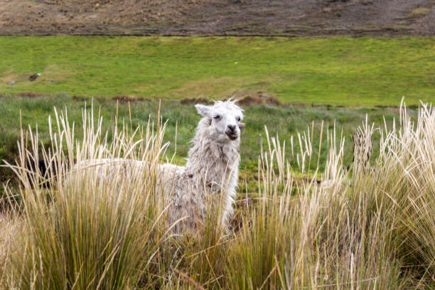 istock A white lama in the middle of the grass 1154075810