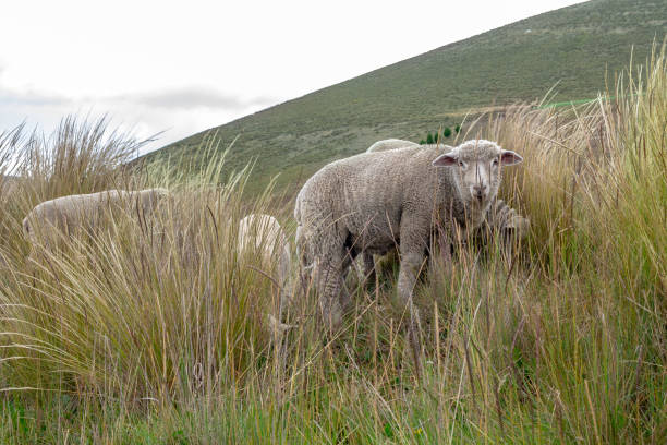 istock A group of sheep grazes and walks through the field 1154075828