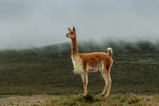 A vicuna looks at the horizon in the moor in front of a mountain, while the fog goes down