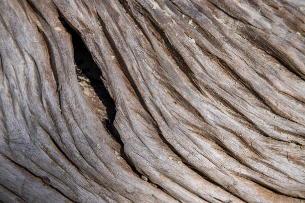 istock Weathered wooden texture macro photo. Grey timber with weathered cracks. Natural background. 1154076629