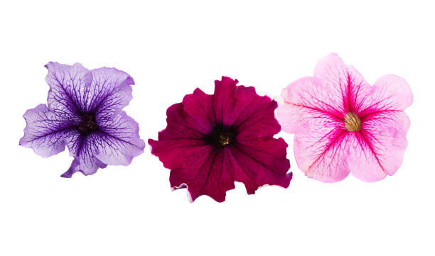istock petunia flower isolated 1154077601