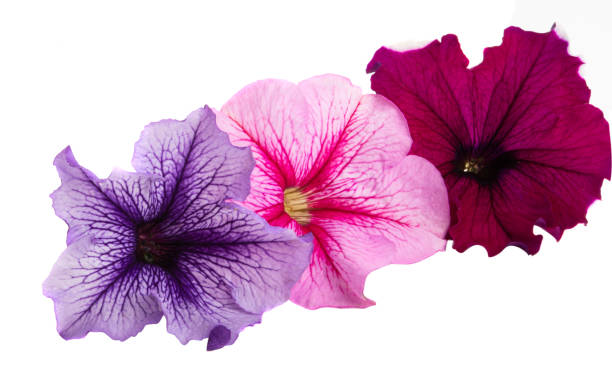 istock petunia flower isolated 1154077740
