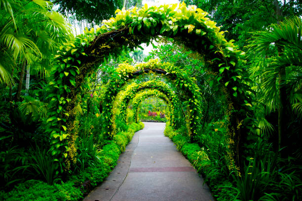 los jardines botánicos de singapur - jardín botánico fotografías e imágenes de stock