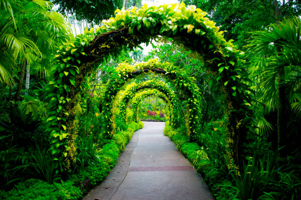 jardins botânicos de singapura - jardim botânico - fotografias e filmes do acervo