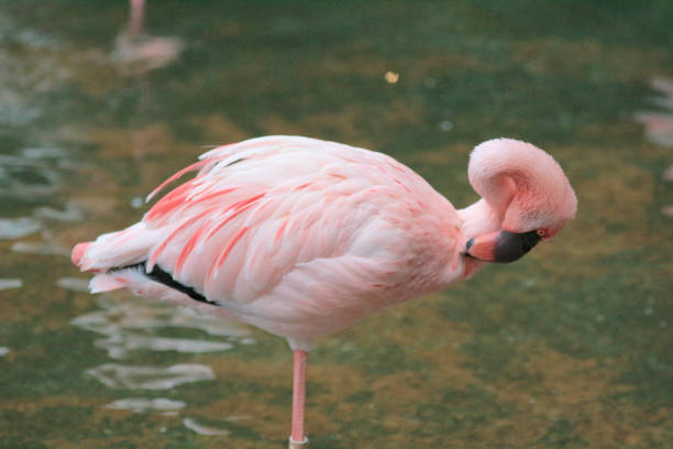 istock 4 may 2014  flamingos at Kowloon Park 1154078794