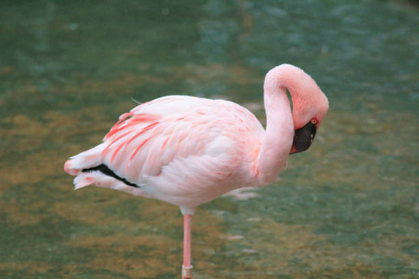 istock 4 may 2014  flamingos at Kowloon Park 1154078805