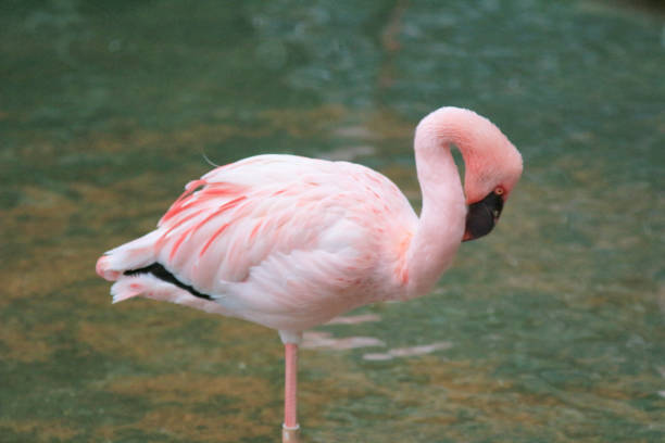 istock 4 may 2014  flamingos at Kowloon Park 1154078919