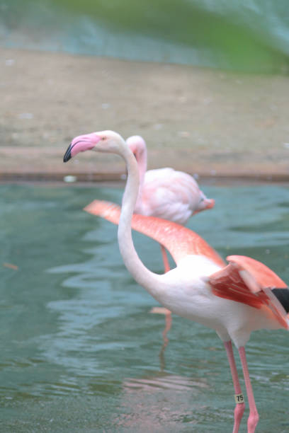 istock 4 may 2014  flamingos at Kowloon Park 1154078976