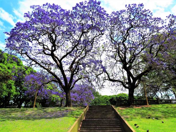 istock Jacaranda flowering trees in the Plaza San Martin Square. 1154079337