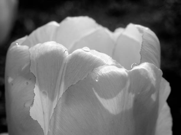 istock tulips in the garden in spring 1154079488