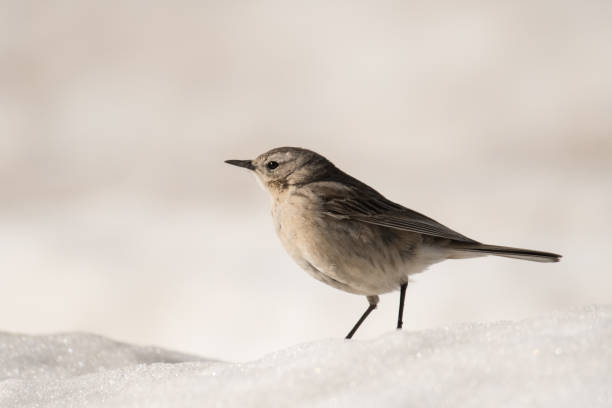 Stunning bird photo. Water pipit / Anthus spinoletta