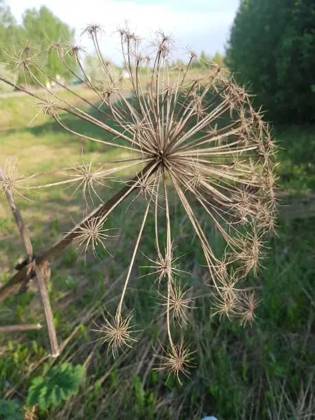 Dry branch of cow parsnip in the form of an umbrella.