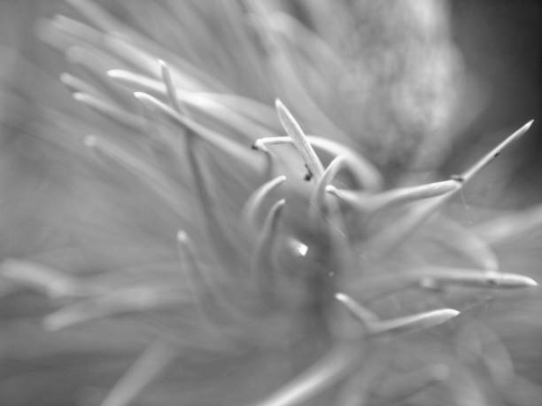 istock the needles of a young tree in spring 1154080312