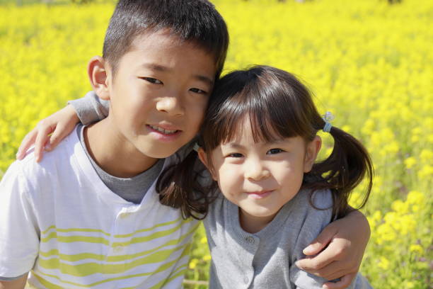 irmão e irmã e mostarda japoneses do campo (9 anos de menino idoso e 4 anos de menina idosa) - mustard plant mustard field clear sky sky - fotografias e filmes do acervo