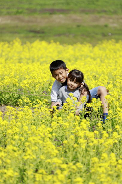 irmão e irmã e mostarda japoneses do campo (9 anos de menino idoso e 4 anos de menina idosa) - mustard plant mustard field clear sky sky - fotografias e filmes do acervo