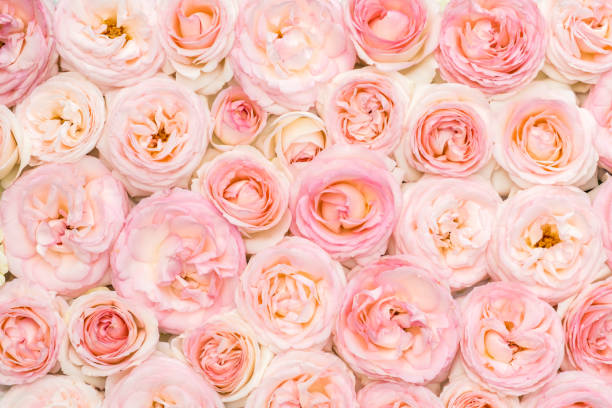 istock Background image of pink roses. Closeup view 1154081110